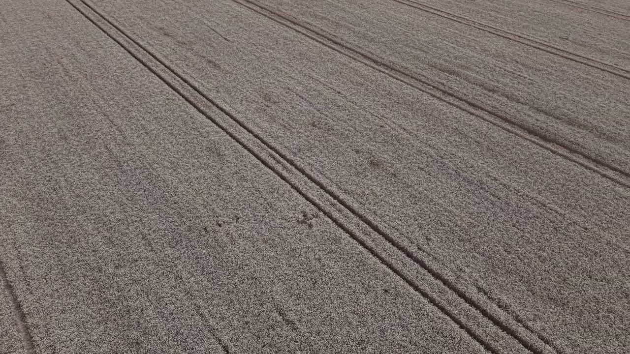Una prospettiva aerea da drone cattura chiare tracce di trattore che attraversano un vasto campo di grano dorato, evidenziando schemi e texture agricole simmetriche