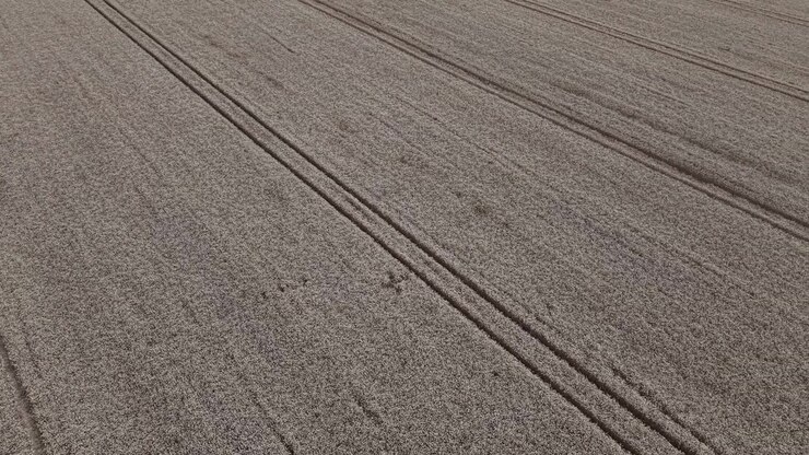 Una prospettiva aerea da drone cattura chiare tracce di trattore che attraversano un vasto campo di grano dorato, evidenziando schemi e texture agricole simmetriche