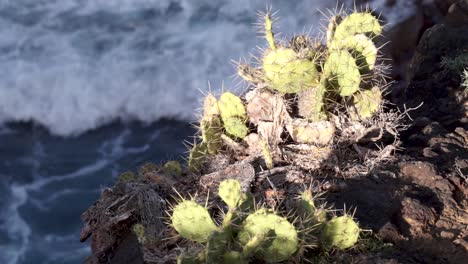 cactus is being illuminated by the sun