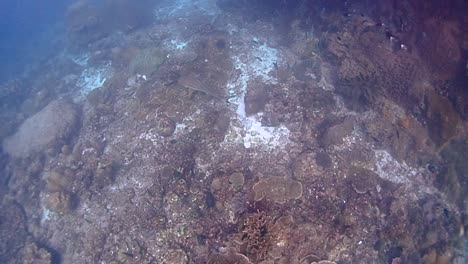 a blacktip reef shark swimming close to the sea bottom filled with corals