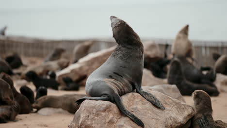 cape fur seal colony
