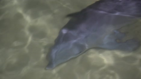 delfines jugando de noche en tangalooma resort moreton island