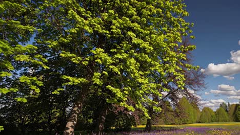 springtime forest meadow landscape