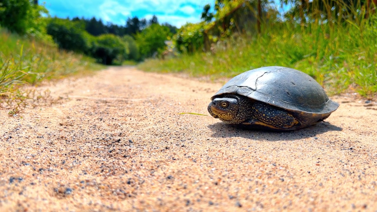 Schwarze Sumpfschildkröte kriecht auf einem sandigen Feldweg vorwärts. Frontalansicht eines gesprenkelten Reptils mit Panzer und verschwommenem grünem Hintergrund.