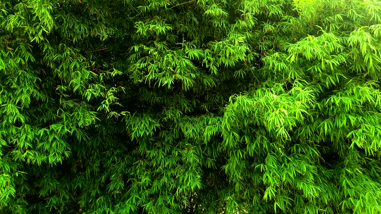 4 километра ветра, дующего бамбуком.