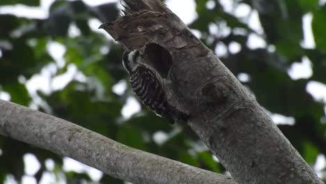 El-Pequeño-Pájaro-Carpintero-Pigmeo-De-Sunda-Está-Picoteando-Una-Rama-Seca-De-Un-árbol-Para-Hacer-Su-Nido