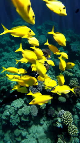 underwater scuba diving adventure
