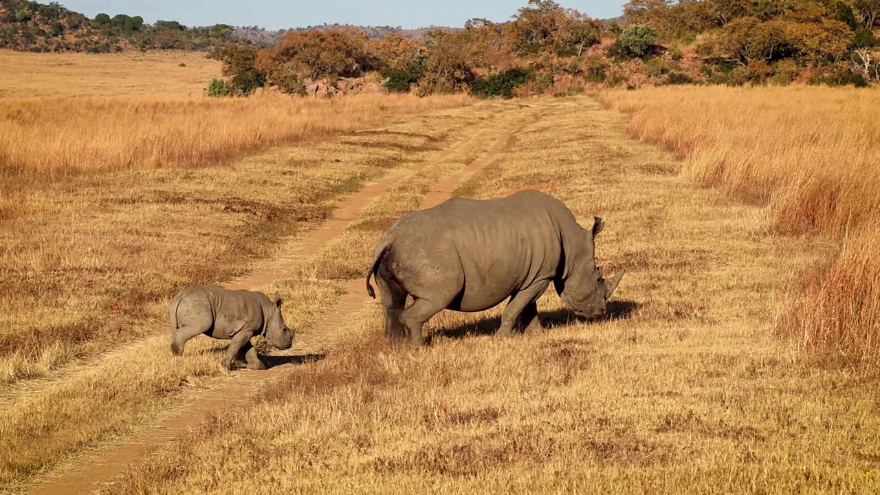 White Rhino Ceratotherium simum and Calf Walking Together Across the Road