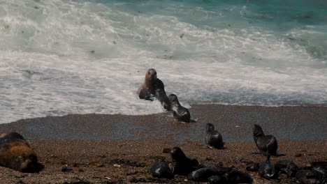 las olas chocan contra la orilla con la madre y el león marino bebé en la península de valdes, patagonia, argentina
