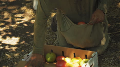 unrecognizable farmer putting fresh tomato on a cardboard box