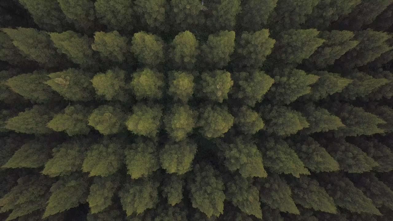 Beautiful top down high-angle elevating aerial shot of pine trees forest with dark shadows, Berastagi, North Sumatera, Indonesia