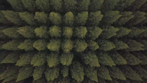 beautiful top down high-angle elevating aerial shot of pine trees forest with dark shadows, berastagi, north sumatera, indonesia