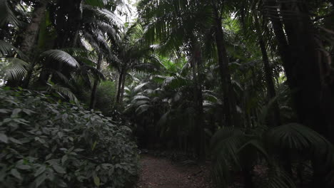 Welcome-to-the-jungle-of-Sao-Miguel-island-Azores