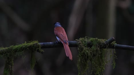 female blyth's paradise-flycatcher terpsiphone affinis perching on a twig, swoops down, flew back and then disappearing upwards