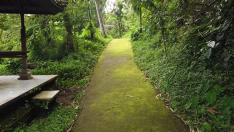 Camino-En-El-Bosque,-Pasarela-De-Musgo-Verde-En-El-Exuberante-Bosque-Verde-De-La-Selva-Asiática,-Bali,-Indonesia,-Entrada-Al-Templo-De-Goa-Garba