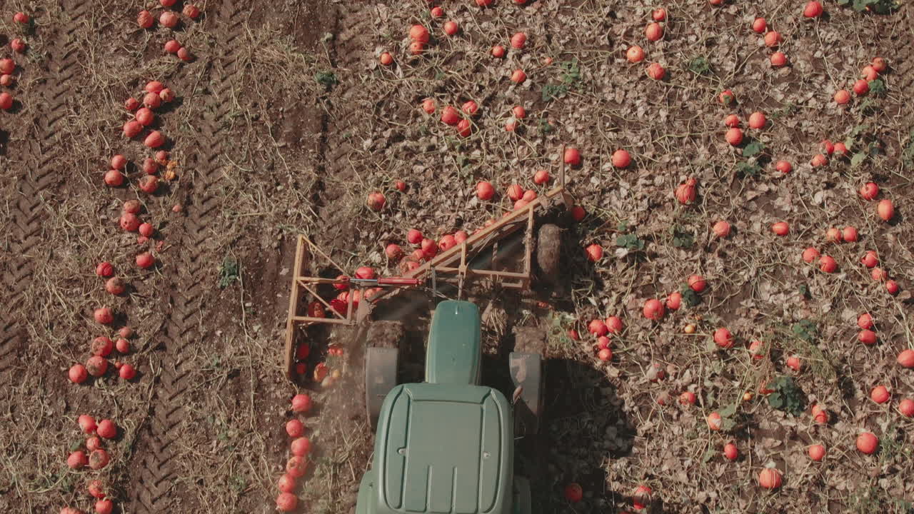 호박 패치의 4k 트랙터 - 머리 위의 드론 비행 돌리