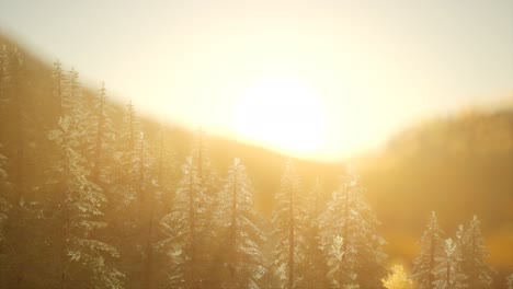 bosque de pinos al amanecer con cálidos rayos de sol