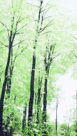 tall trees in a lush forest