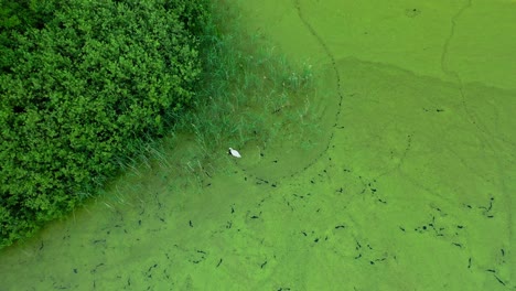 drone aerial top down shot above white swan in green marsh land