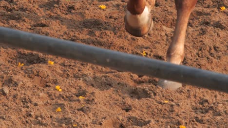 brown and white horse legs galloping