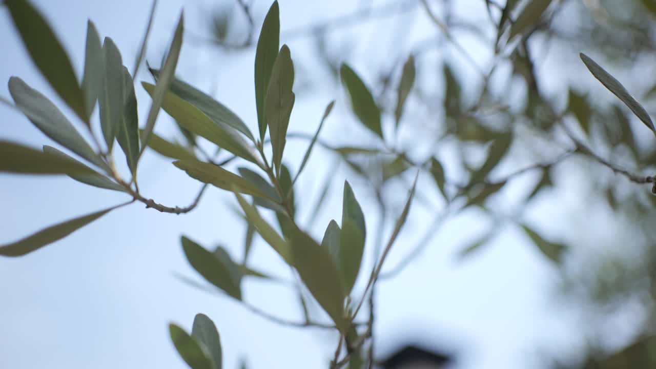 Olive tree leaves sway in slow motion against clear blue sky in natural light