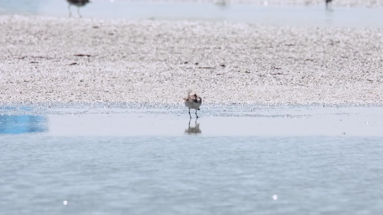 태국에서 진 바의 가장자리에서 가장 좋아하는 음식을 찾고 있는 리드리스 피그메아 (calidris pygmaea)
