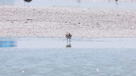visto en el borde de una barra de barro buscando su alimento favorito, el calidris pygmaea de pico de cuchara, tailandia