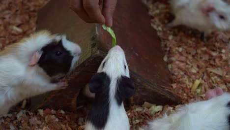 pet owner hand holding a piece of fresh vegetable, feeding a group of domesticated guinea pig in various breed in captivity, handheld motion close up shot