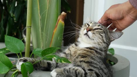 a kitten and a cat being petted