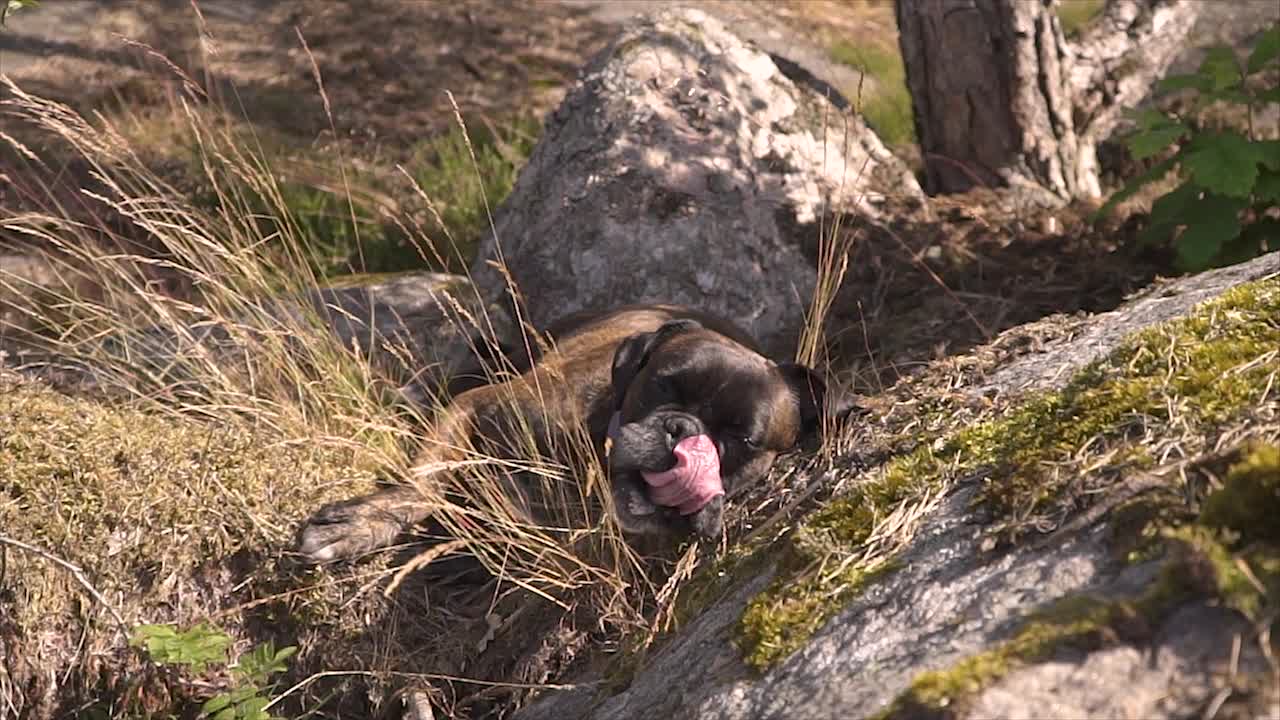 a resting dog is licking its nose and lie on a cliff to get warmed by the sun. the dog looks tired and happy