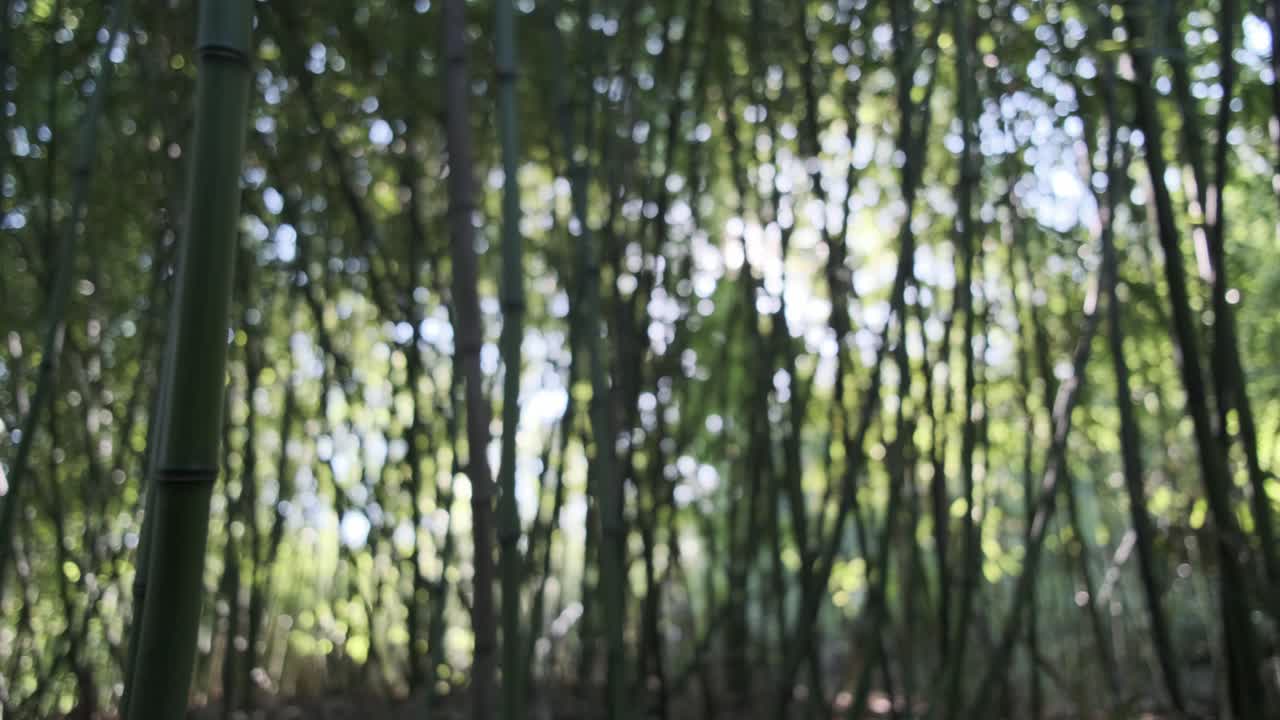 tranquilo fuera de foco escena del bosque de bambú luz del sol moteada