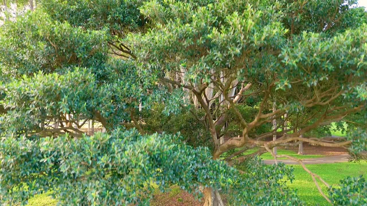 A large tree in a lush park setting, captured with vibrant lighting and a tranquil atmosphere