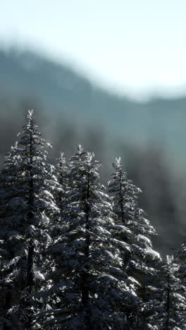 snow covered pine trees in a misty forest