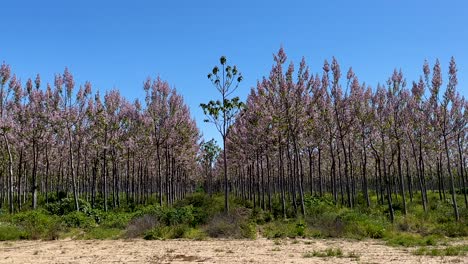 Rodaje-De-Una-Enorme-Plantación-De-árboles-De-Paulownia-En-Hileras-Formando-Interminables-Corredores-Visuales-Con-Una-Hermosa-Floración-Violeta-En-Una-Mañana-Con-Un-Cielo-Azul-En-Talavera-De-La-Reina-Toledo-España