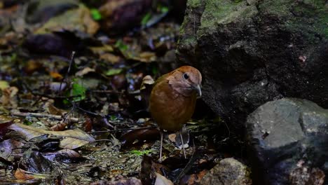 the rusty-naped pitta is a confiding bird found in high elevation mountain forests habitats, there are so many locations in thailand to find this bird