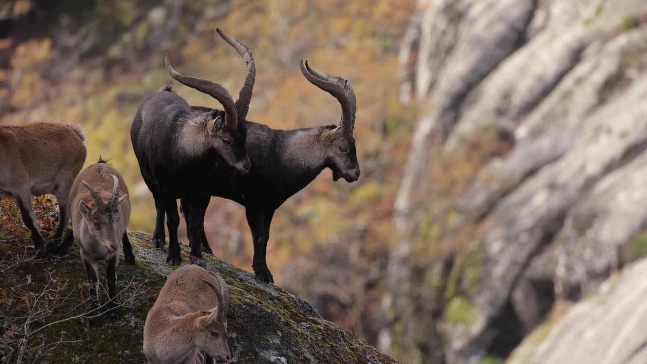 Males and females Iberian ibex (Capra pyrenaica) in the Mountains during autumn