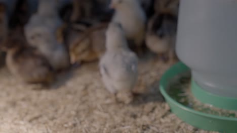 Lindo-Bebé-Pollito-En-Pluma