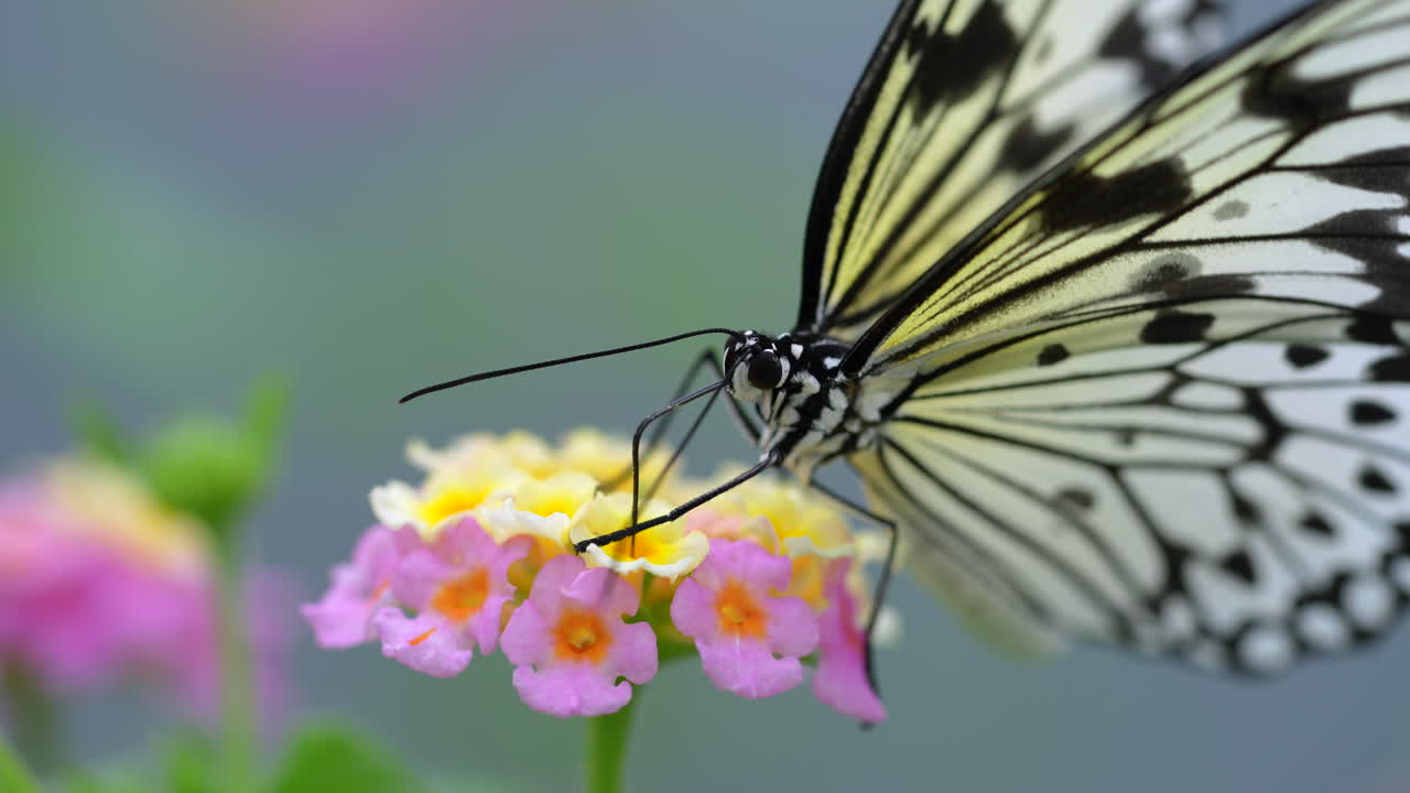 Macro commerciale di una farfalla selvatica che raccoglie il nettare da un fiore colorato