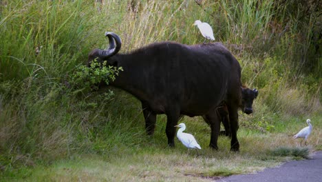 Tiro-De-Seguimiento-De-Garcetas-De-Pie-Sobre-La-Espalda-De-Un-Búfalo