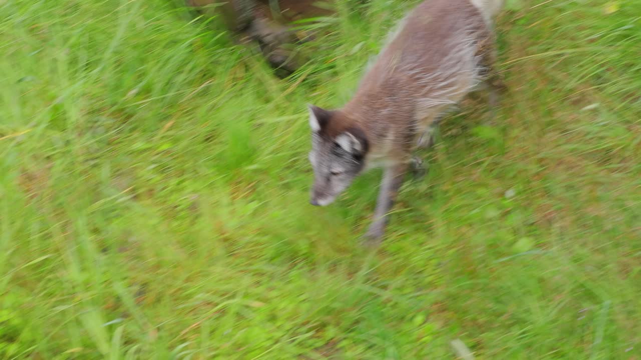 Volpe artica (Vulpes lagopus) conosciuta anche come volpe bianca, volpe polare o volpe delle nevi. Vive nelle regioni artiche dell'emisfero settentrionale ed è comune in tutta la tundra artica