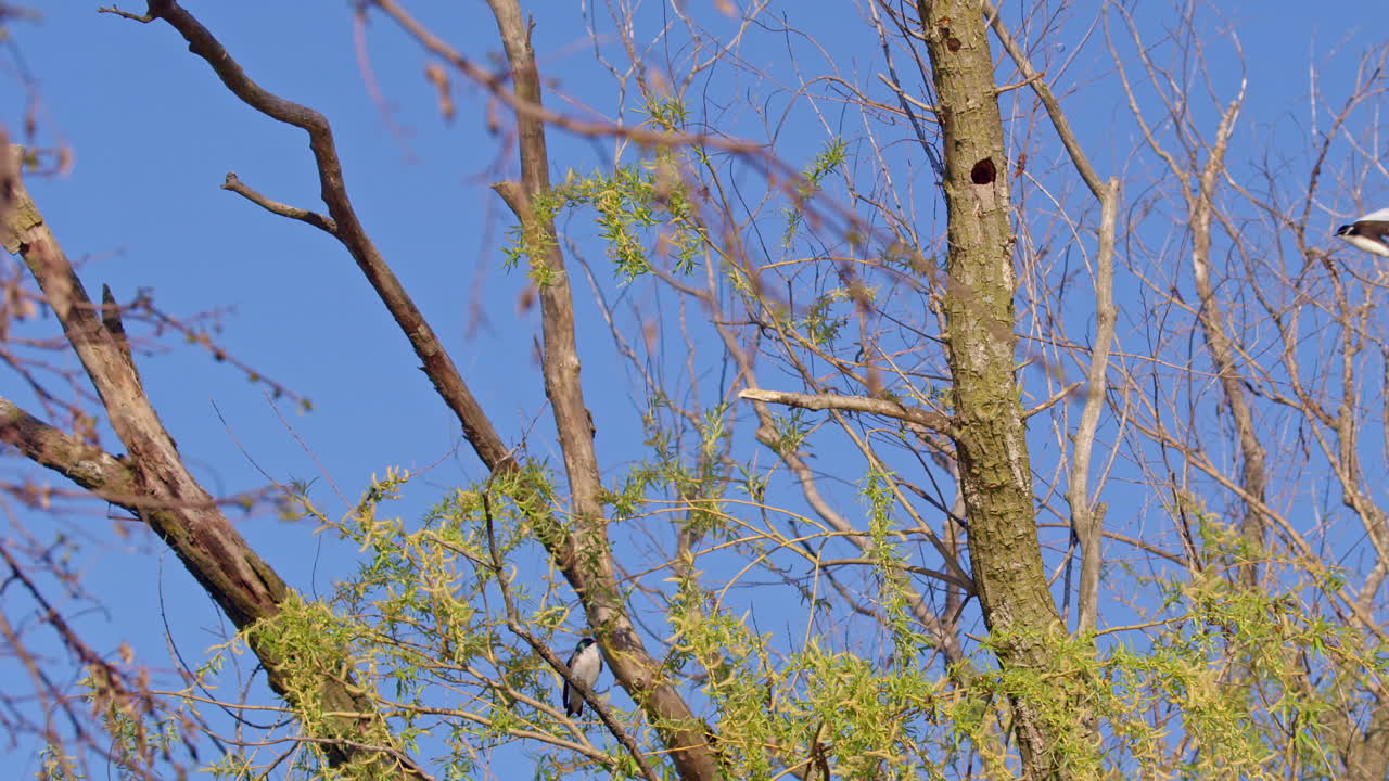 Purple martins soaring with purpose, in elegant slow-motion display.