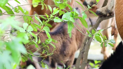 a goat nibbles leaves off a branch.