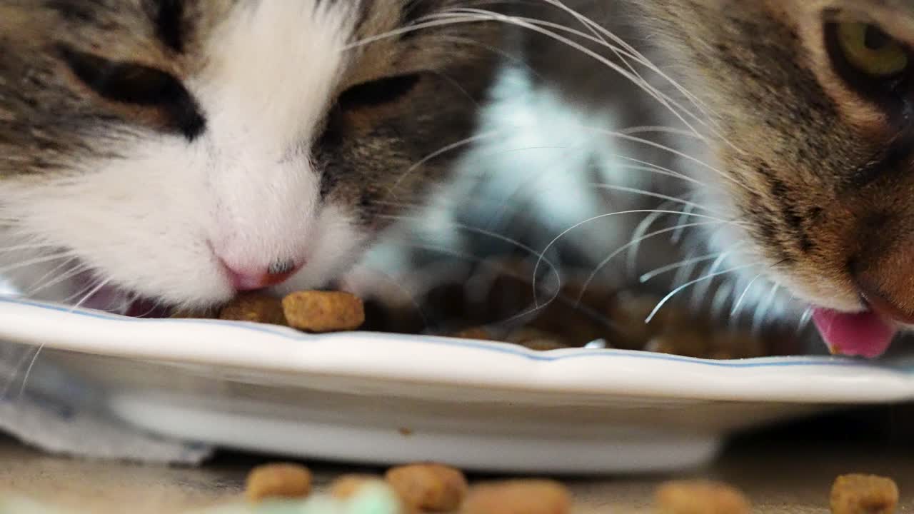 Zwei getigerte Hauskatzen teilen sich drinnen das Futter von einem Teller. Ruhige Fütterungsszene, die soziale Interaktion, Koexistenz und den alltäglichen Haustieralltag in einer bewohnten häuslichen Umgebung zeigt