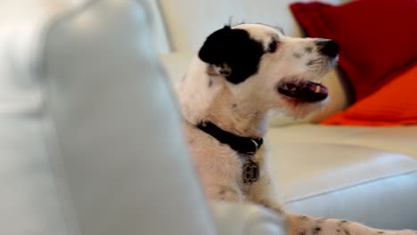 perro relajándose en el sofá