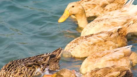 Bangladeshi-Native-Ducks