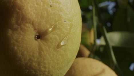 Detail-of-some-drops-of-water-on-a-yellow-orange-during-a-sunny-sunrise-in-Naples-in-Italy