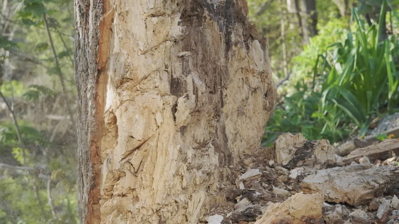 hacha rebotando en un poderoso tronco de árbol