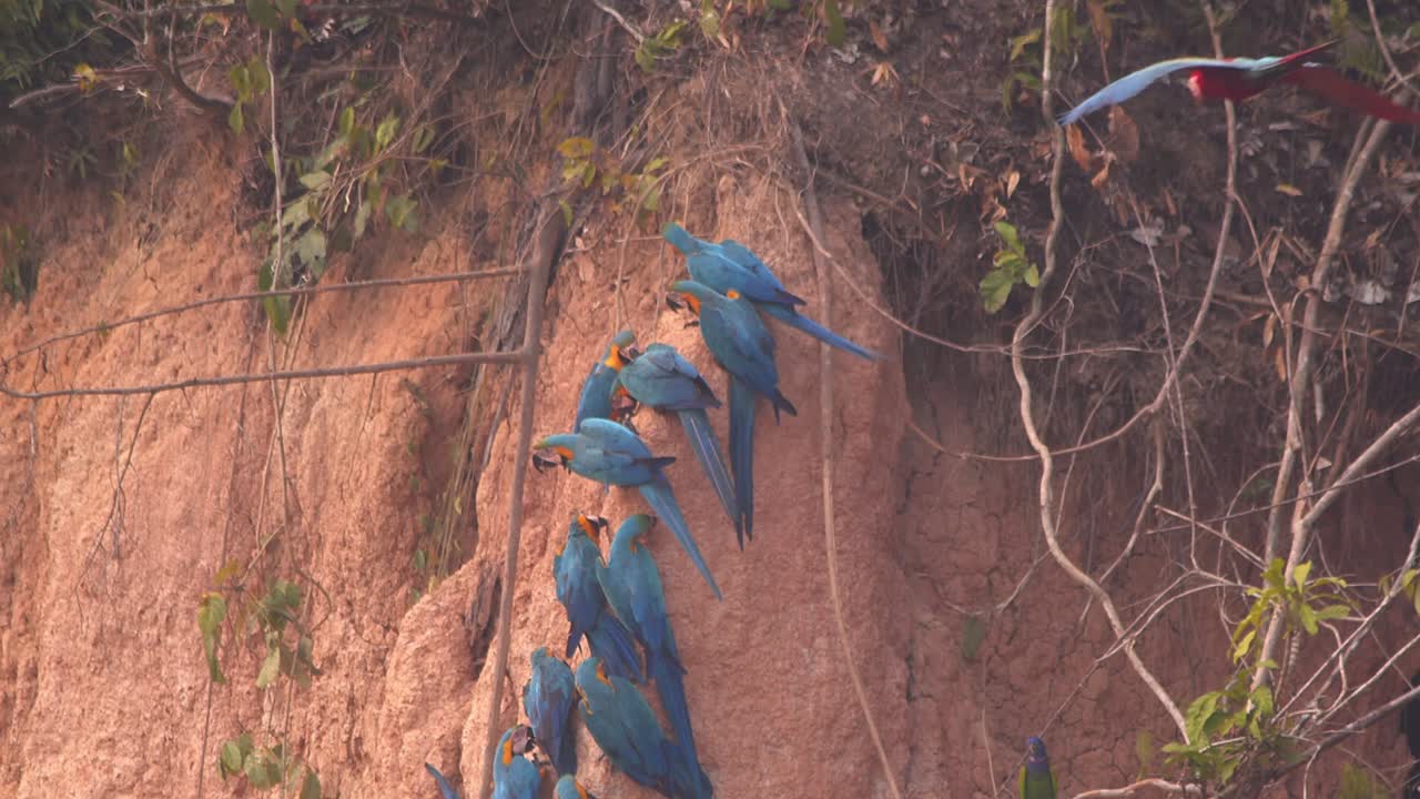 Blue-and-Yellow Macaw Flies from Branch to Clay Lick Filled with Blue-and-Yellow Macaws