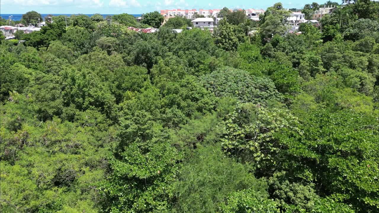 volando de la vegetación y revelando una ciudad en la república dominicana