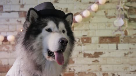 dog gentleman with hat poses elegantly, stylish black and white husky, alaskan dog travel advertising and animal insurance, image of animals with warm tones and earth colors, brown, beige, white